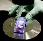 Stem cell cultures are placed under a ... 