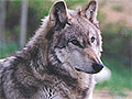 Gray wolf