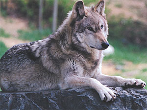 Endangered Gray Wolves