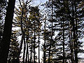 Old pines