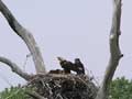 Bald eagle nest