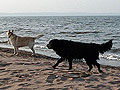 Dogs on a Lake Superior beach
