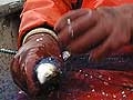 Commercial fisherman