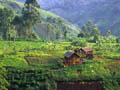 Farm at Forest Edge