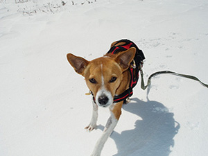 Stennis the rescue dog 