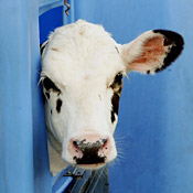 A cow peers out the window of its hutch on a ... 
