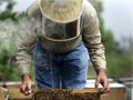 Bee keeper