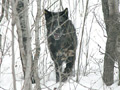A gray wolf