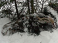 Dead moose