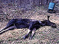 Larger view