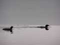 Loons on Lake Sagatagan