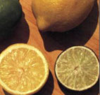 Sliced lemons 
