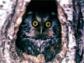 Boreal owl