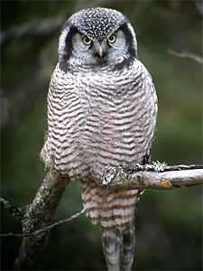 Minnesota wildlife threatened