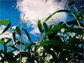Cornfield