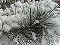 Snowy branches