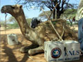Camel bookmobile