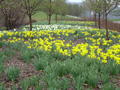 Spring at the Arboretum