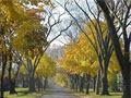 Elm trees