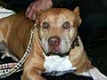 Pit bull