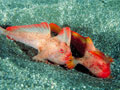 Red handfish