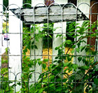 Garden fence 