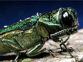 Emerald ash borer
