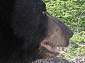 Black bear in Ely