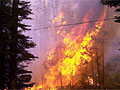 Forest ablaze