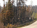 Roadside