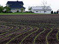 Corn planting