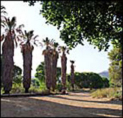 Big Morongo Canyon Preserve 