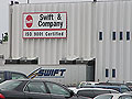 Swift plant
