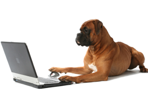 Dogs are smart. 