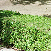 Hedge 