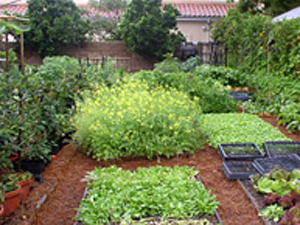 The garden of urban farmer Jules Dervaes 