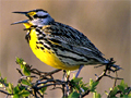 Western meadowlark