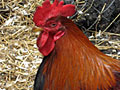 Rooster