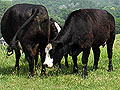 Cattle on the Ivener farm