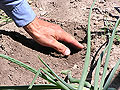 Dry soil