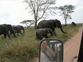 Elephant crossing