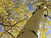 Go to Aspen Ideas Festival