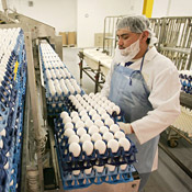 A worker loads pasteurized eggs onto a ... 