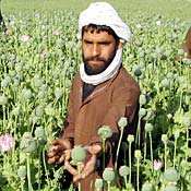Afghan villagers tend to opium poppies in ... 
