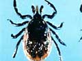 Deer ticks