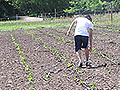 Crop rows