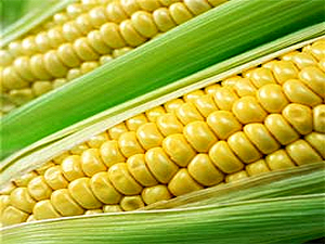 Кукуруза - Дар Богов  20070719_corn_2