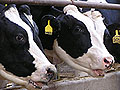 Stearns County cows