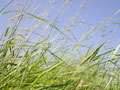 Grass