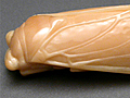 Silent cicada